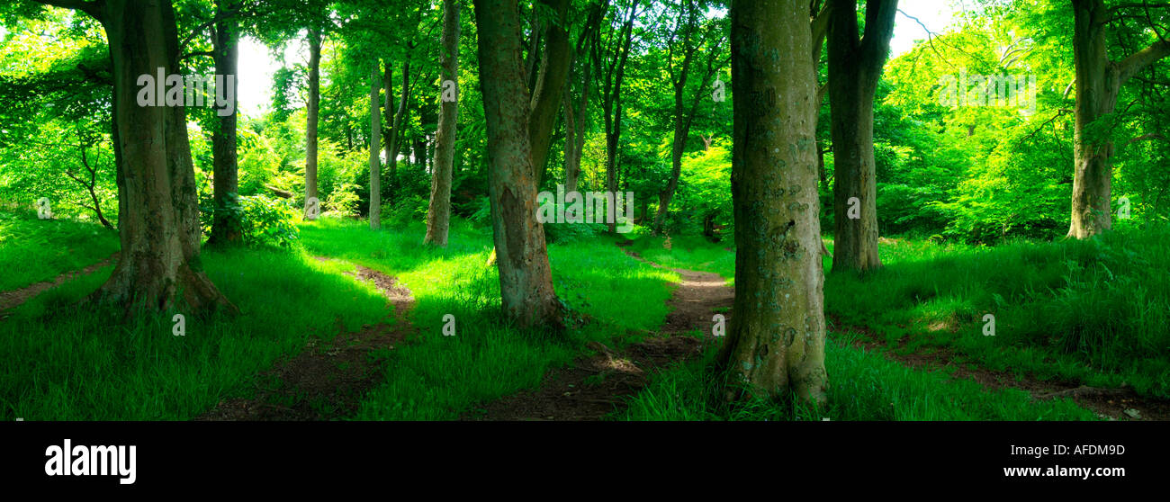 panoramic view of paths in woodland leading in different directions