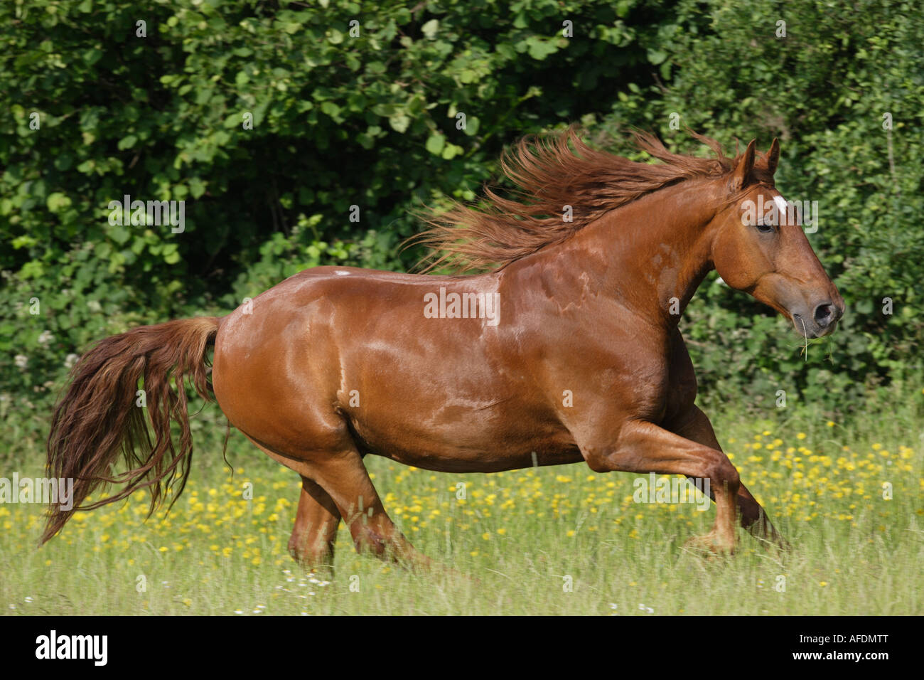 Frederiksborg horse - on meadow Stock Photo
