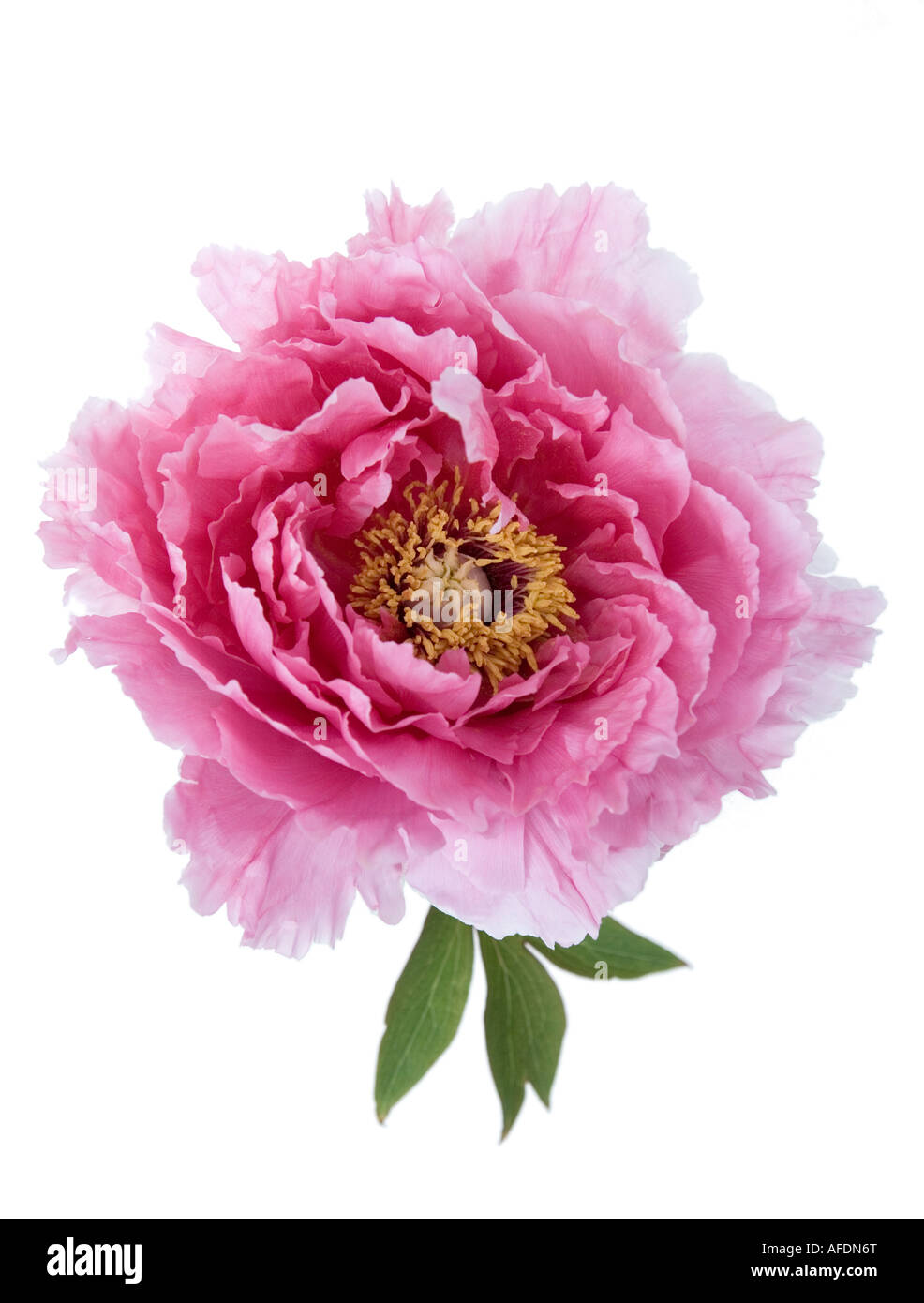 Close up shot of peony flower against a white background Stock Photo