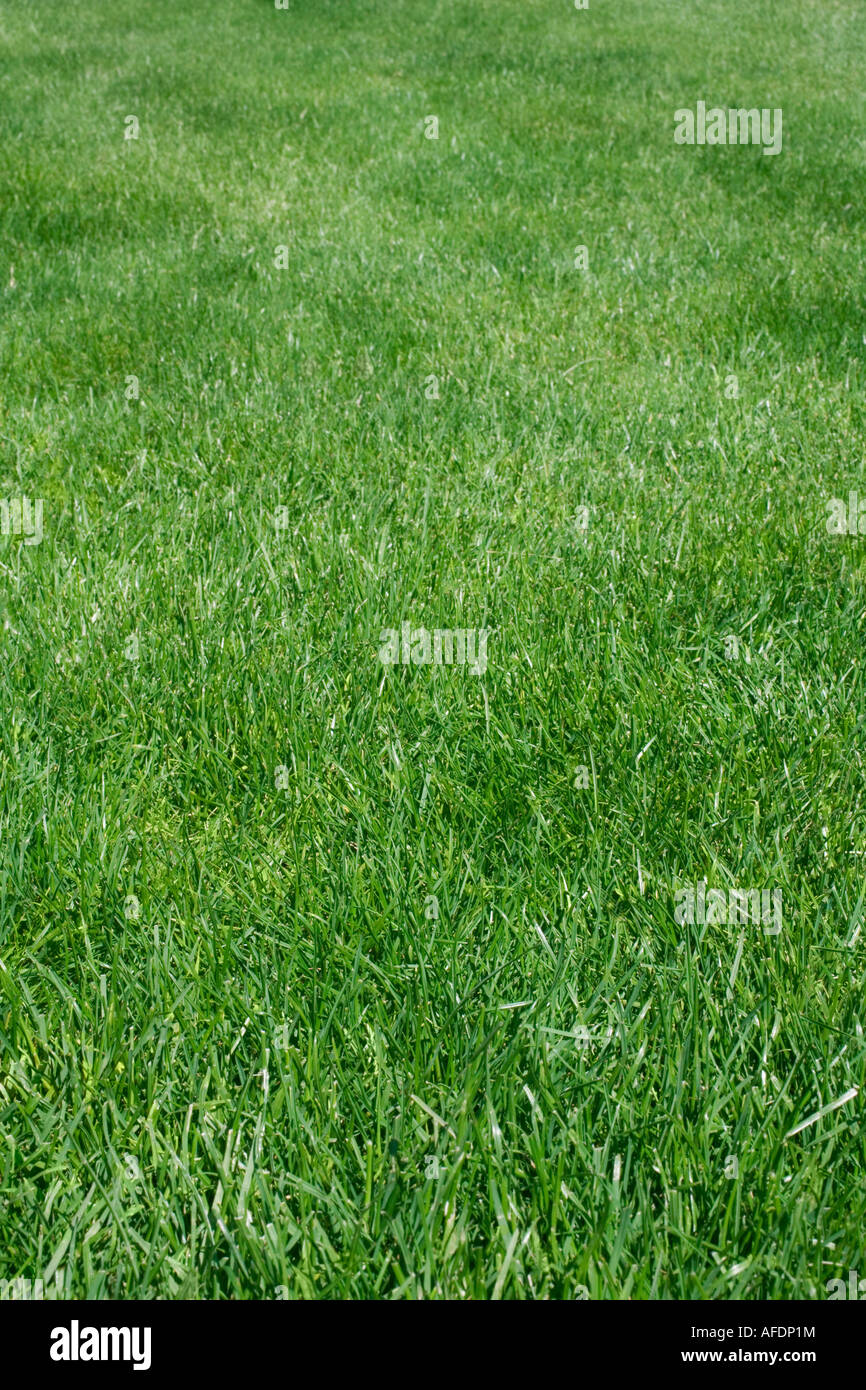 Lush green lawn Stock Photo - Alamy