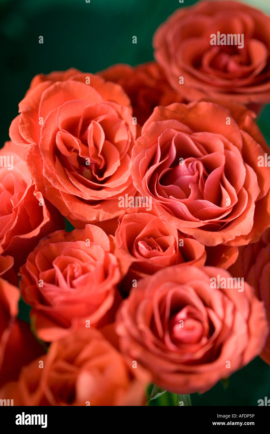 Bouquet of orange roses shot from above to fill frame Stock Photo