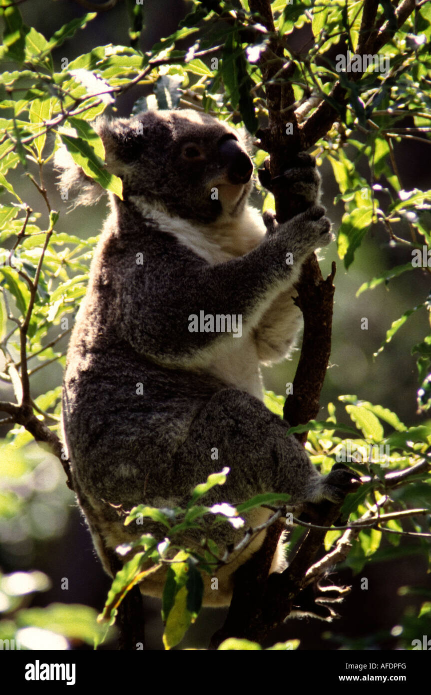 Koala in a tree Stock Photo