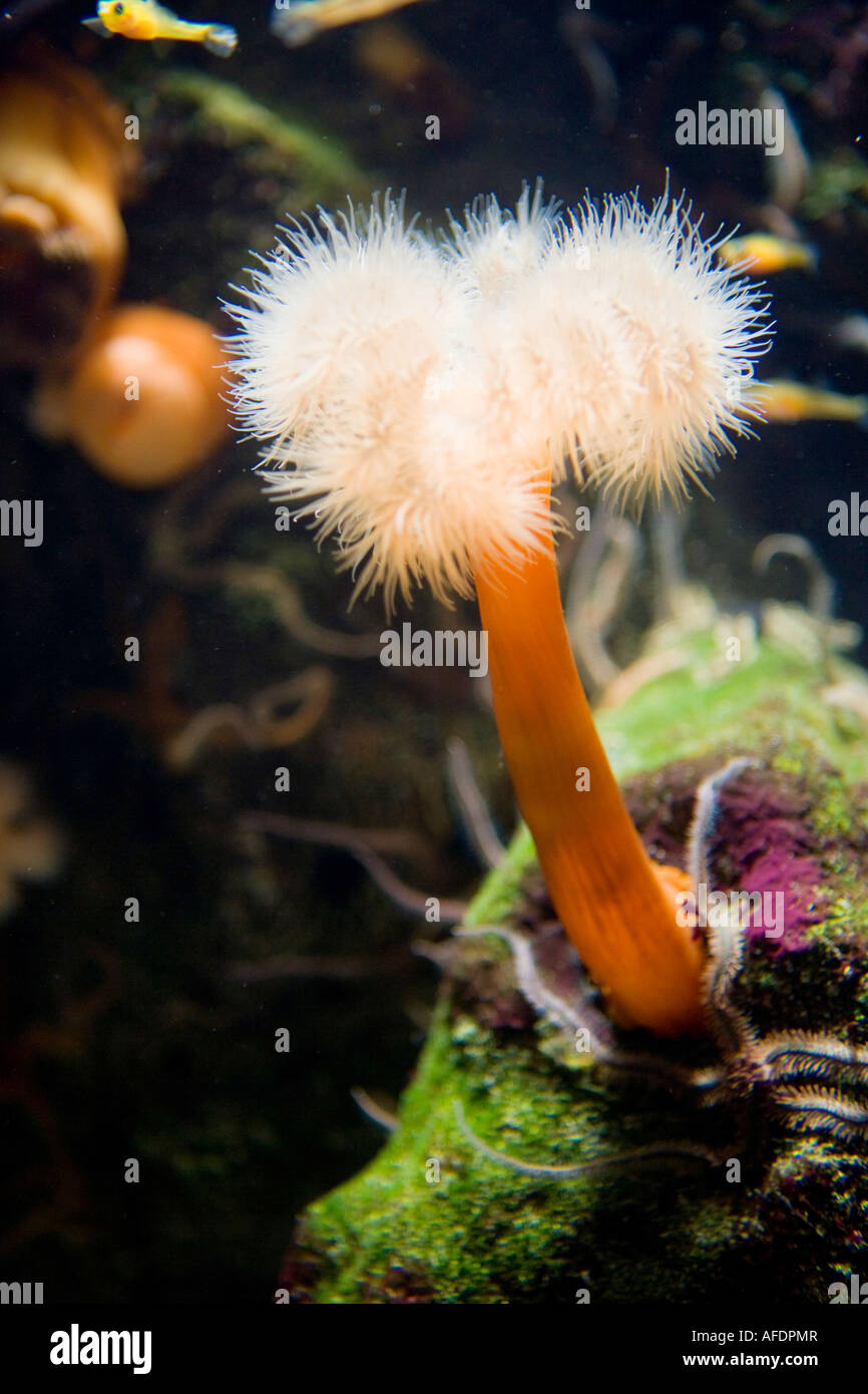Plumose anemone Stock Photo