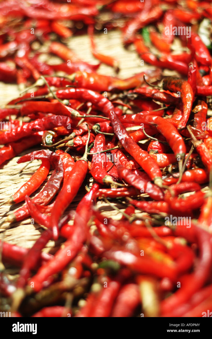 Chilis drying in the sun in Janakpur, Nepal. Stock Photo