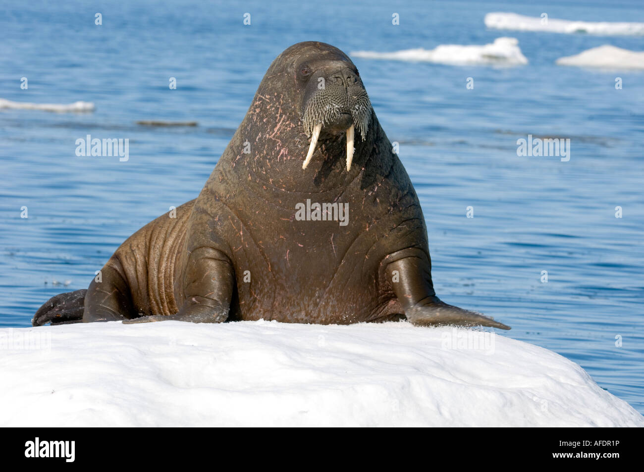 Female Atlantic walrus on ice floe.resting on ice floe the animal s skin flushes pink when warm to dissipate heat Stock Photo