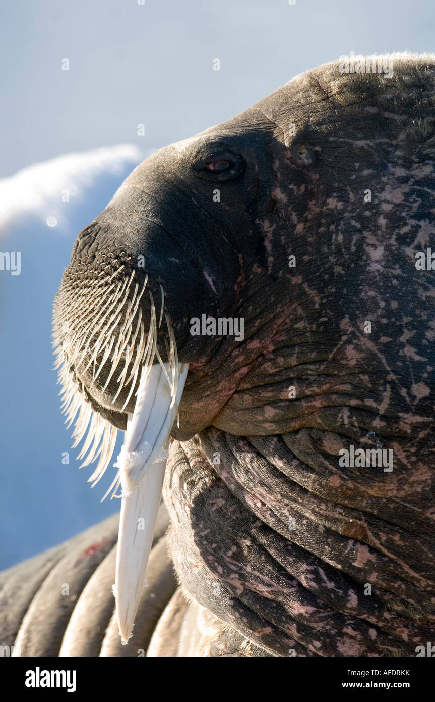 Portrait of female walrus on icefloe Stock Photo
