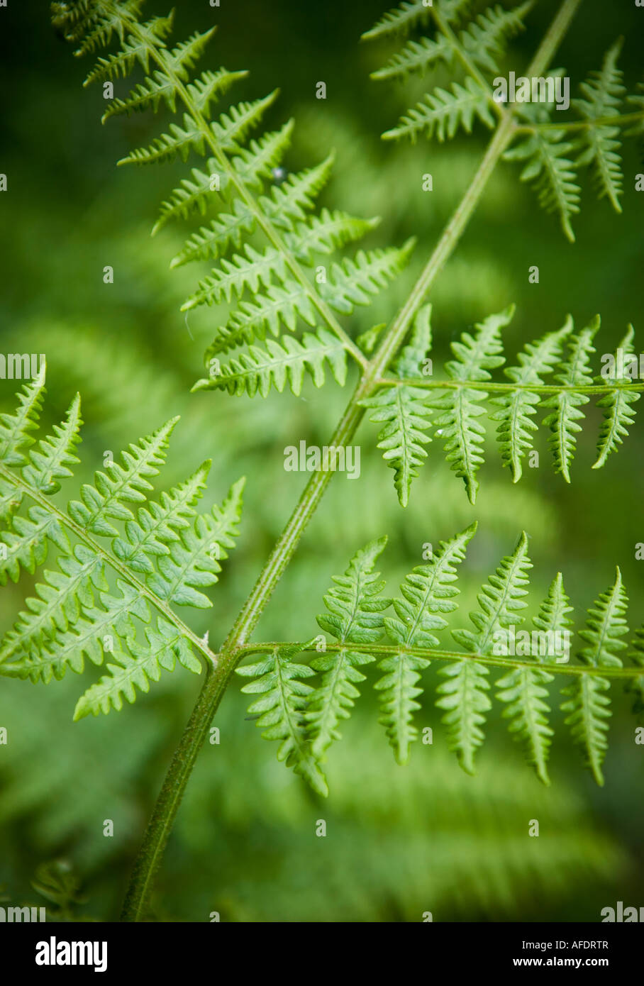Close up of fern leaf Stock Photo