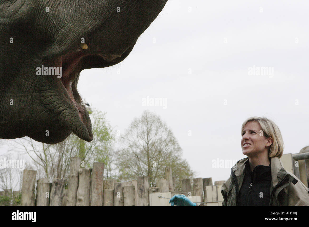 The zoo veterinary surgeon of the zoo Allwetterzoo Dr Sandra Silinski with the female elephant Stock Photo