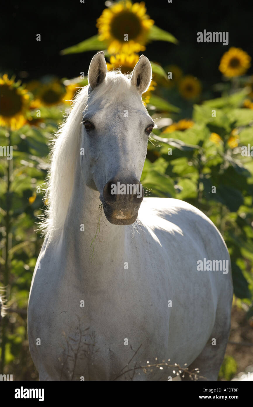 German Riding pony Stock Photo
