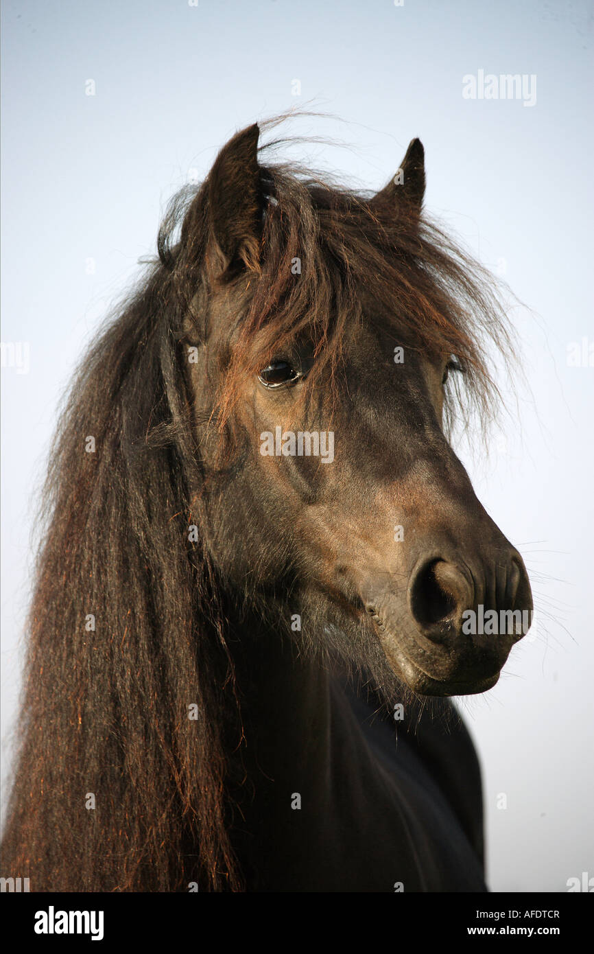 Fell Pony - portrait Stock Photo