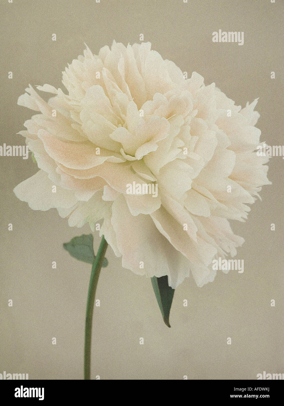 Plant portrait of a single white Peony flower shot against a warm grey backgroun Stock Photo