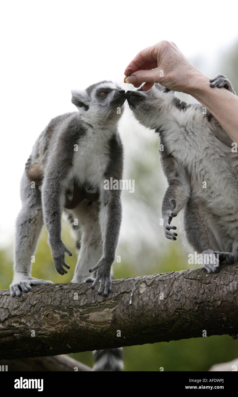 Ringtailed lemurs Stock Photo