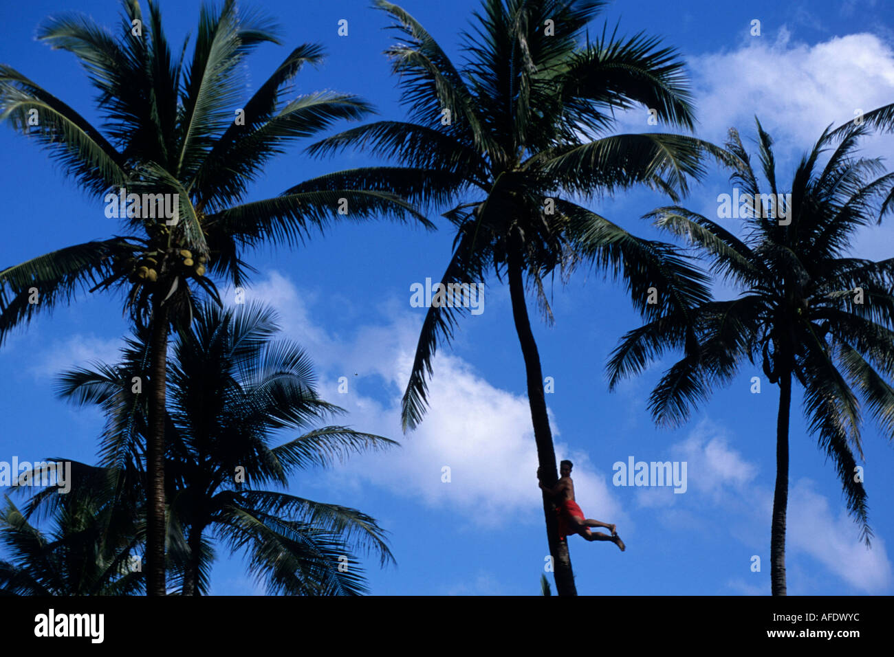 Climbing a Coconut Tree, Polynesian Cultural Center, Laie, Oahu, Hawaii, USA Stock Photo