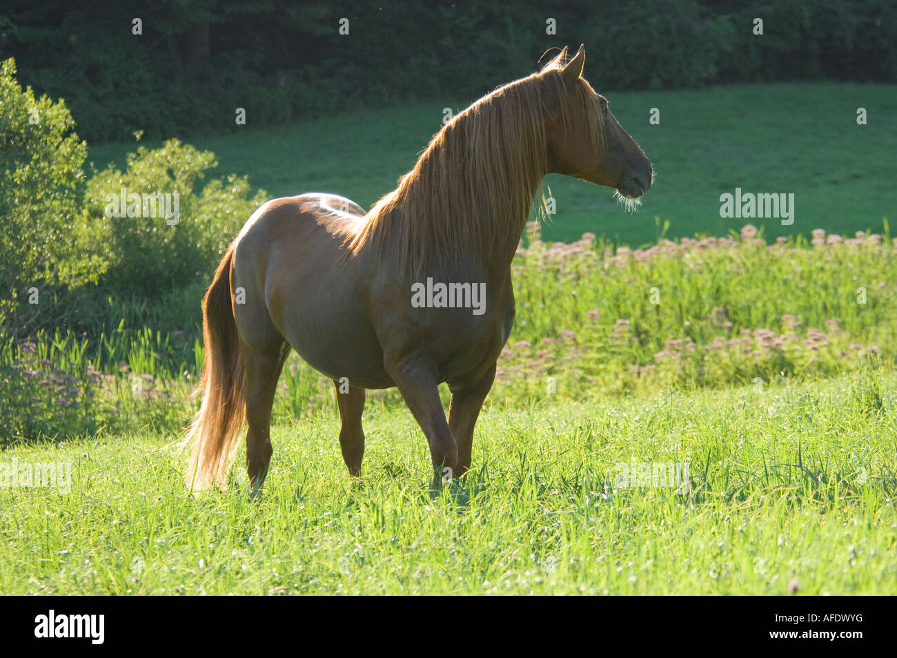 Andalusian stallion stands back lit in meadow Stock Photo