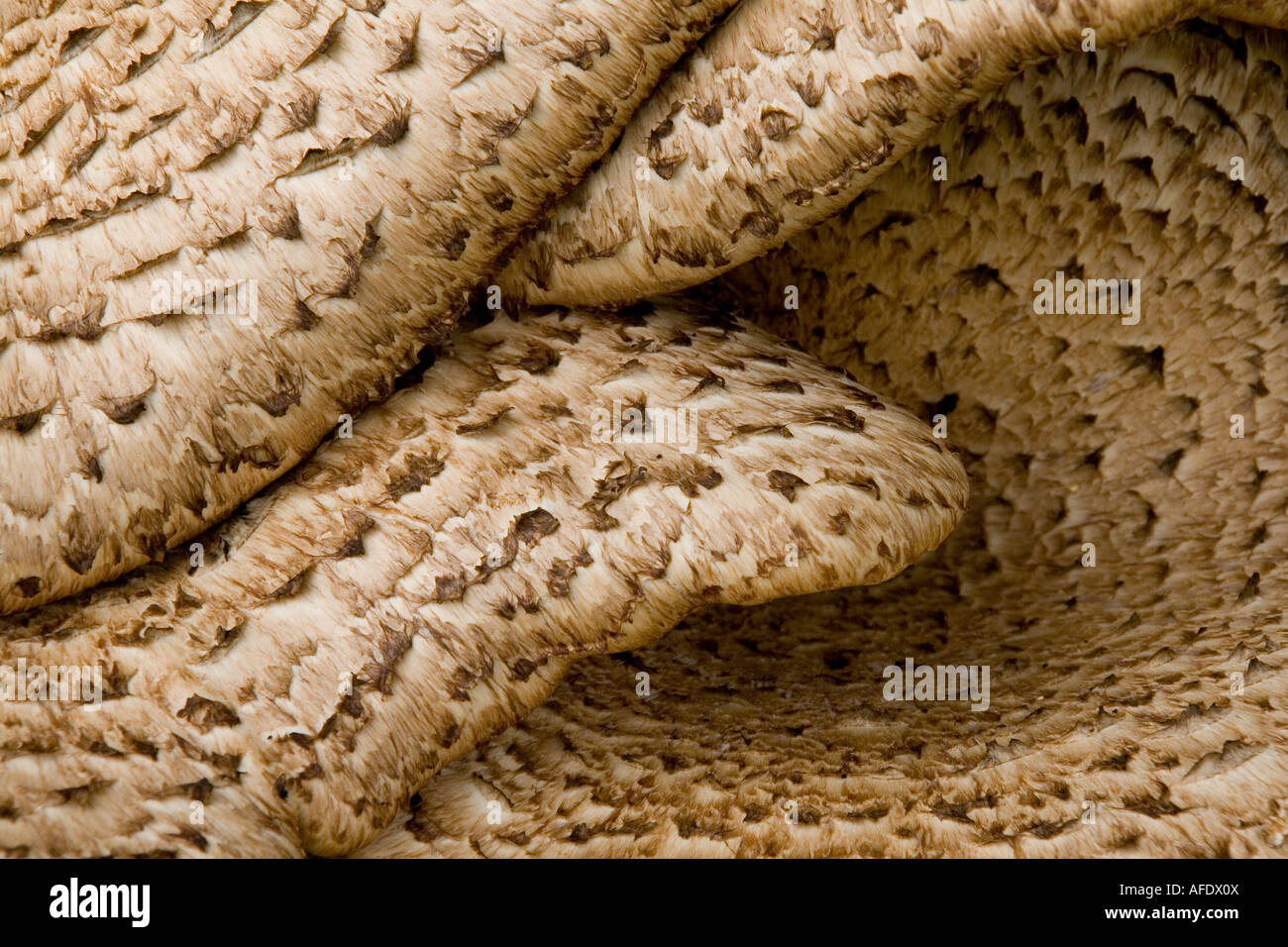 Dryad's Saddle (polyporus squamosus) - tree bracket fungi on Beech Tree near Norbury, Shropshire Stock Photo