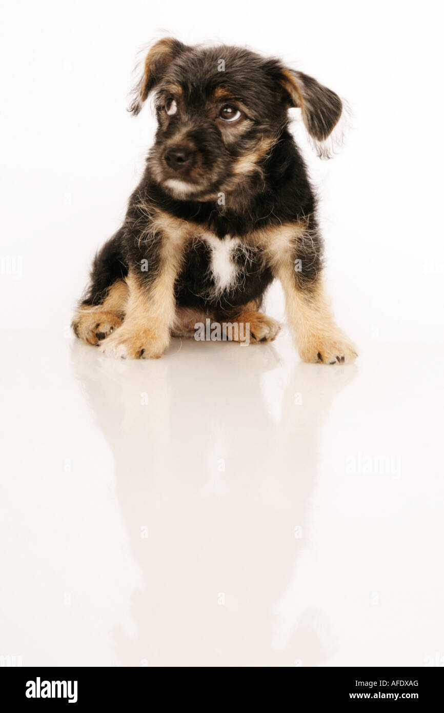 Puppy isolated on white Stock Photo