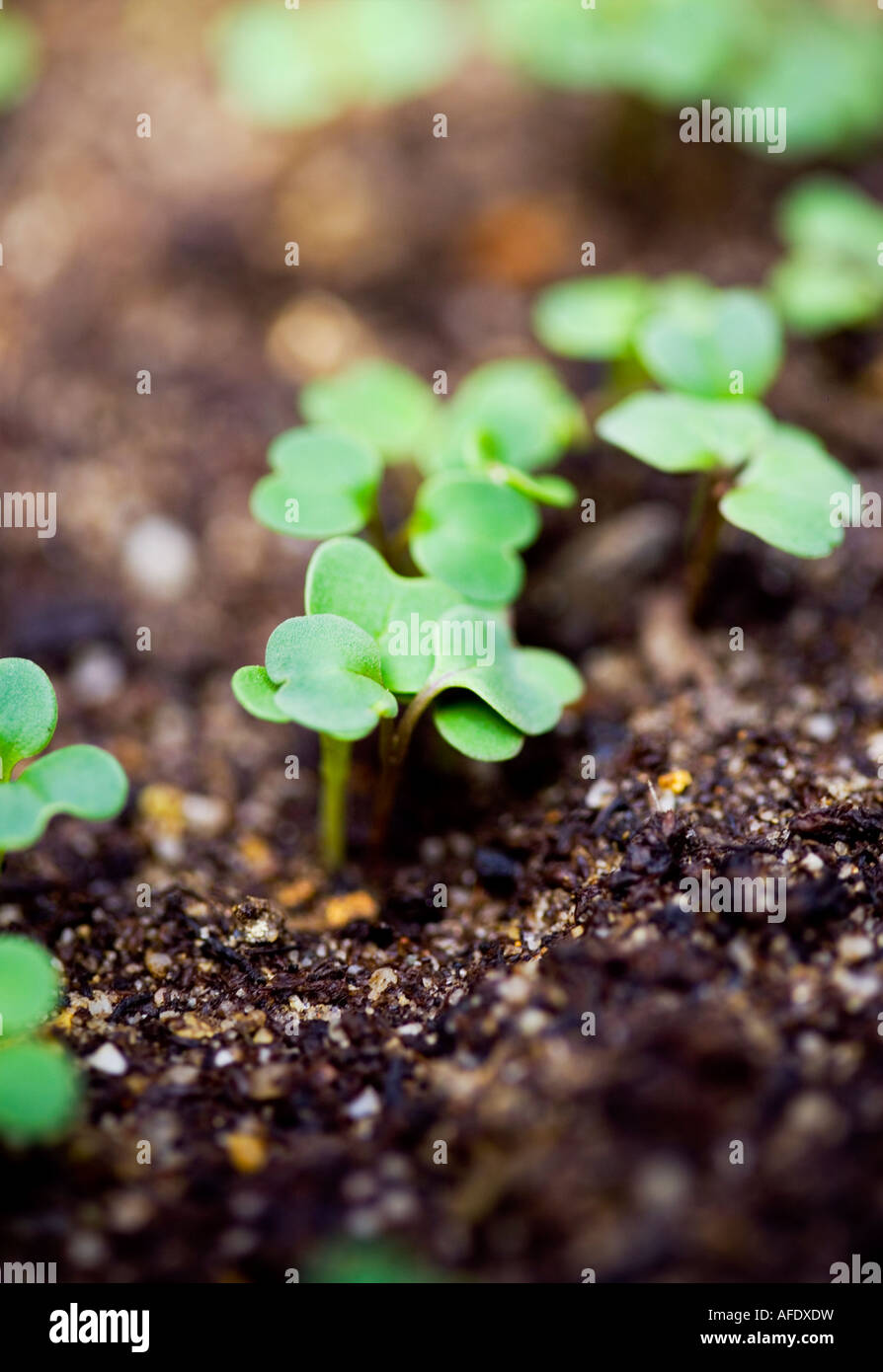 Salad seedling growing in April in organic compost Stock Photo