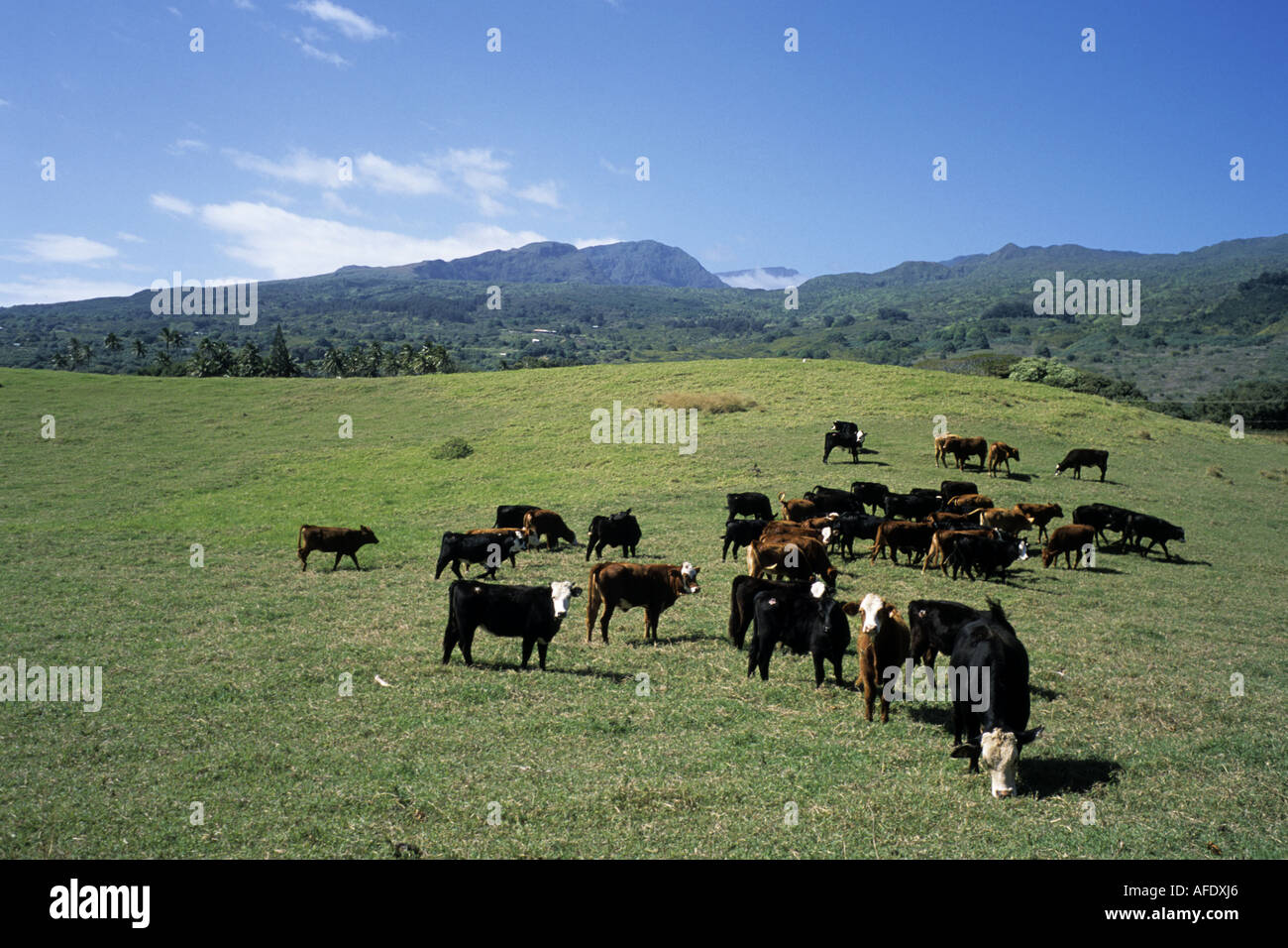 Hana Ranch Cattle, Hana, Maui, Hawaii, USA Stock Photo Alamy