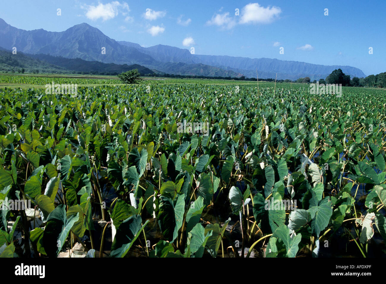 Taro plantation hires stock photography and images Alamy