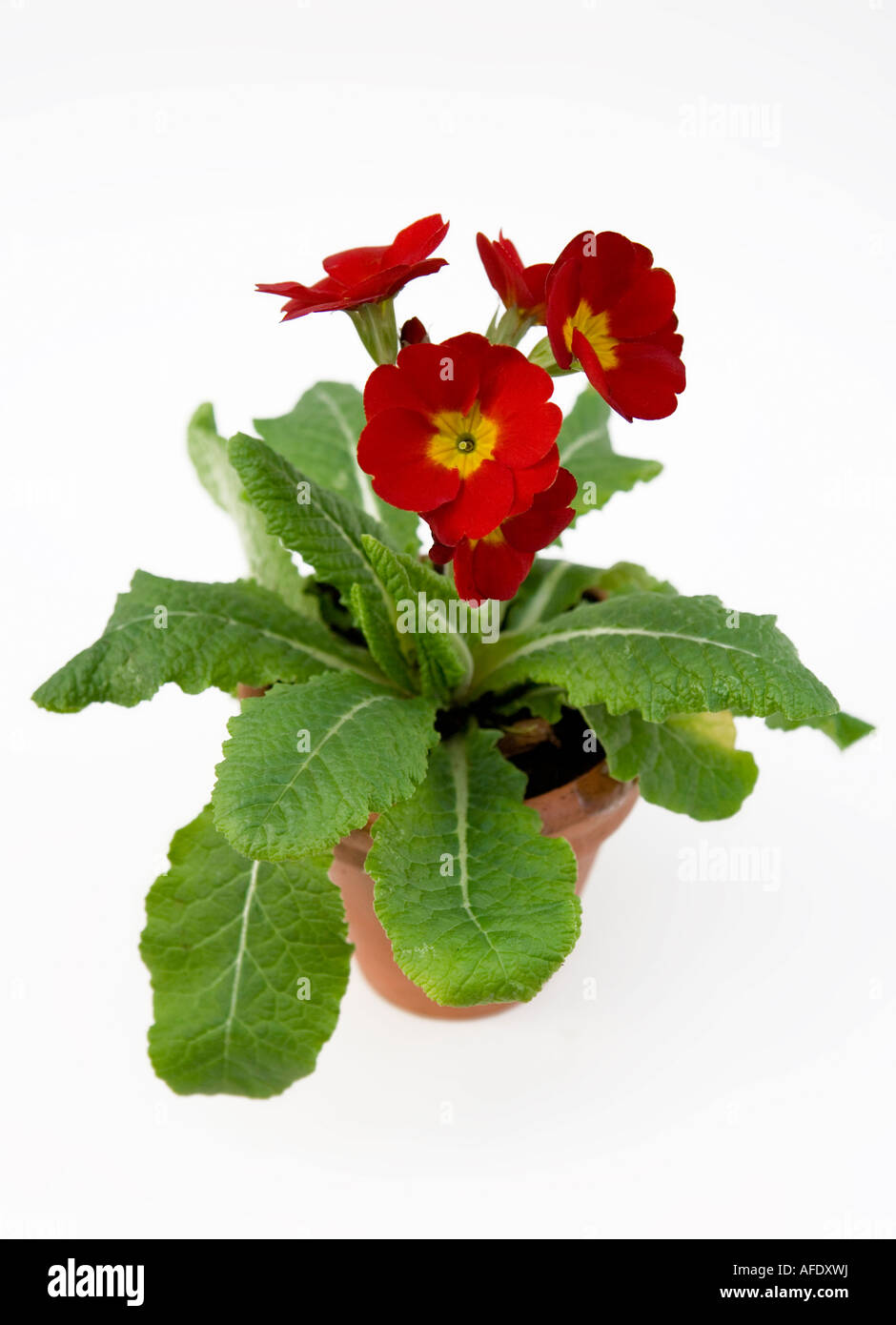 Red flowering Primrose in a terra-cotta pot Stock Photo