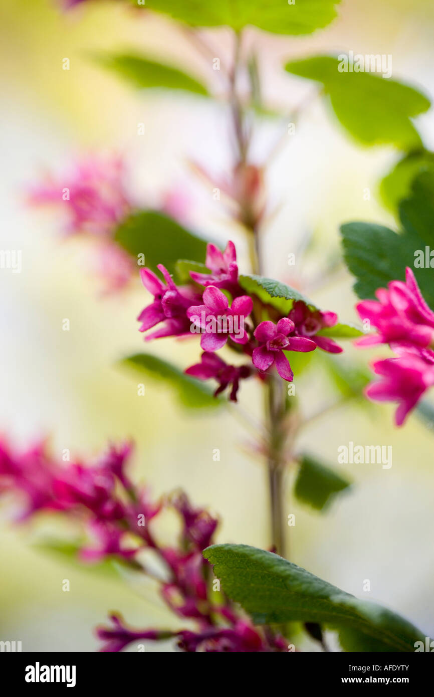 Flowering currant close up shot in spring. Stock Photo