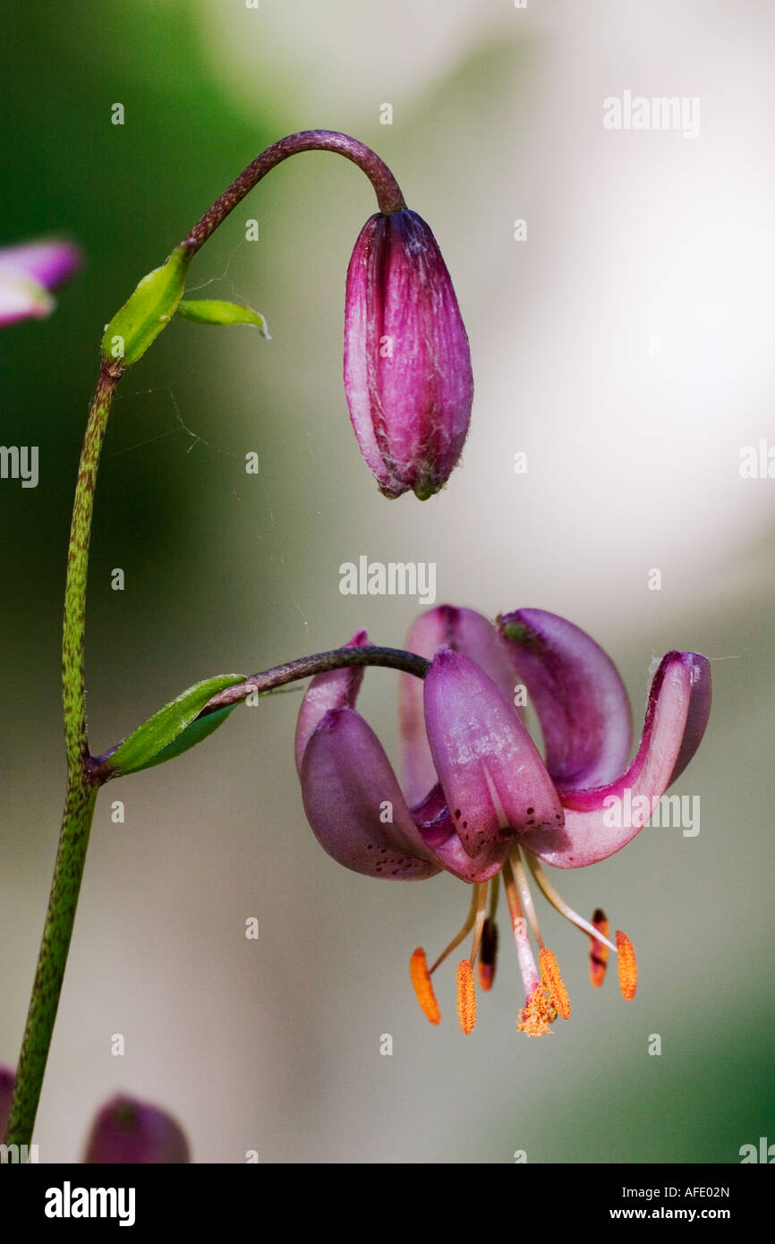 Martagon Lily or Common Turk's Cap Lily (Lilium martagon) blooming and