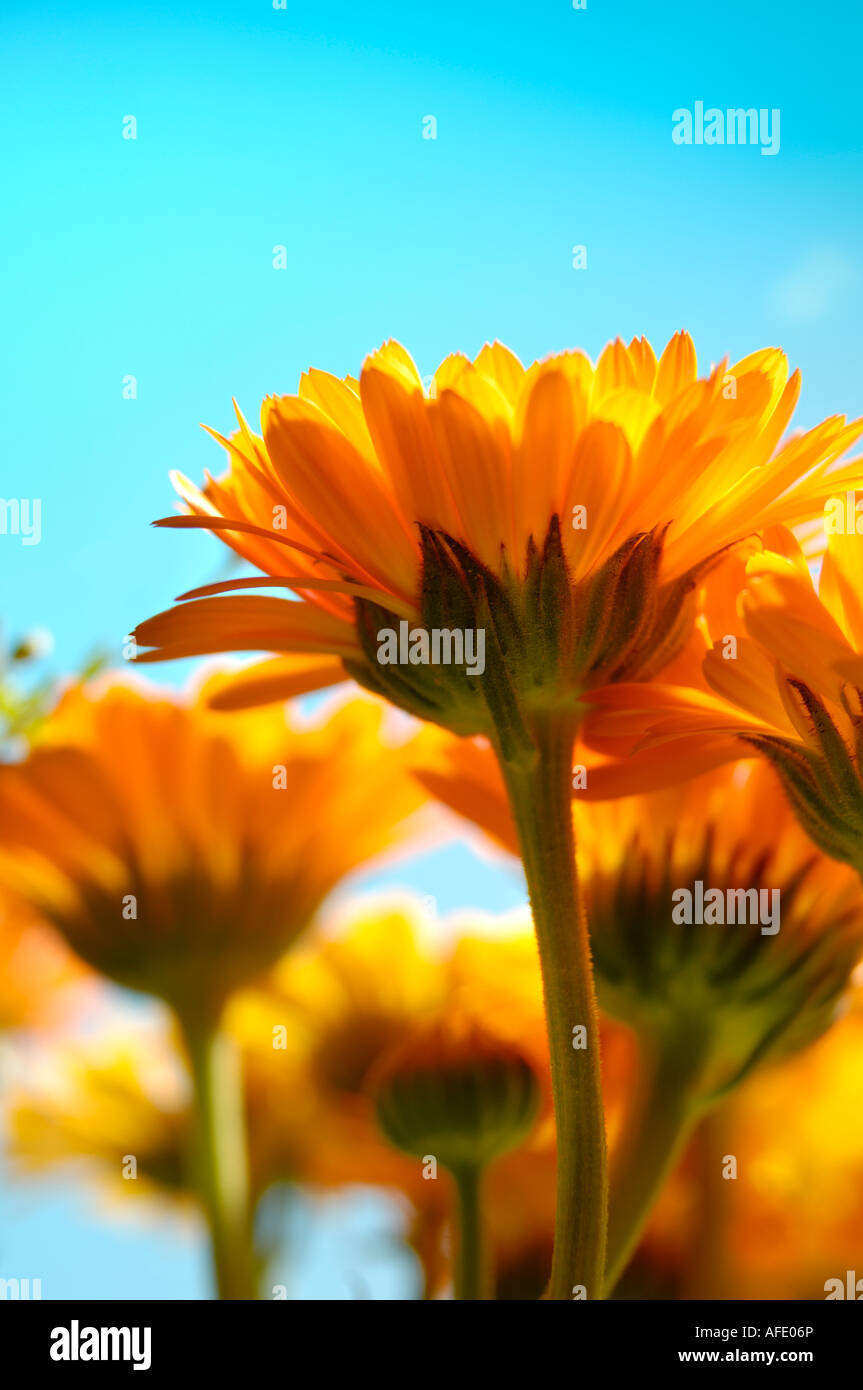 Beautiful orange yellow daisy flowers Stock Photo - Alamy