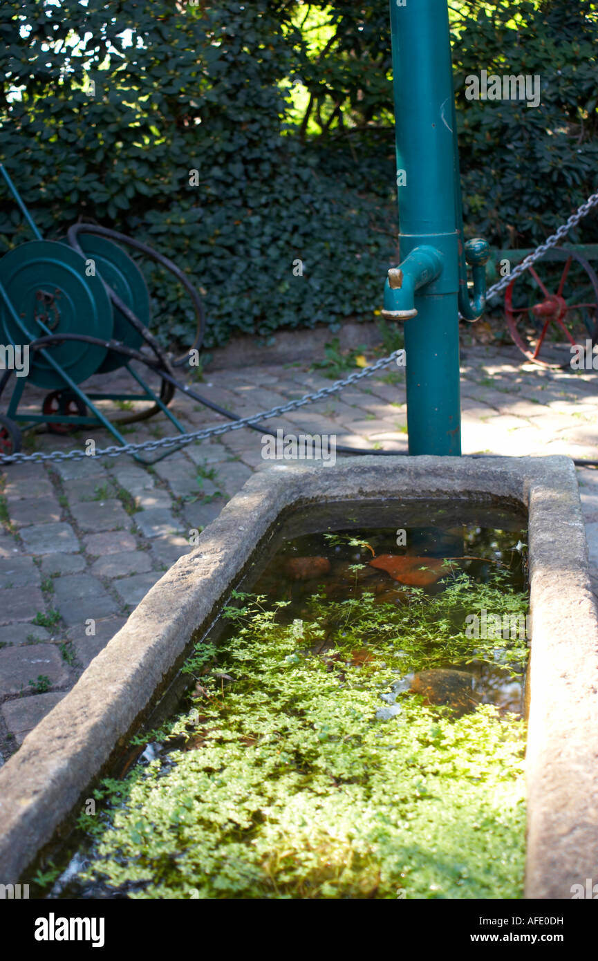 water feeding trough with watercress Stock Photo