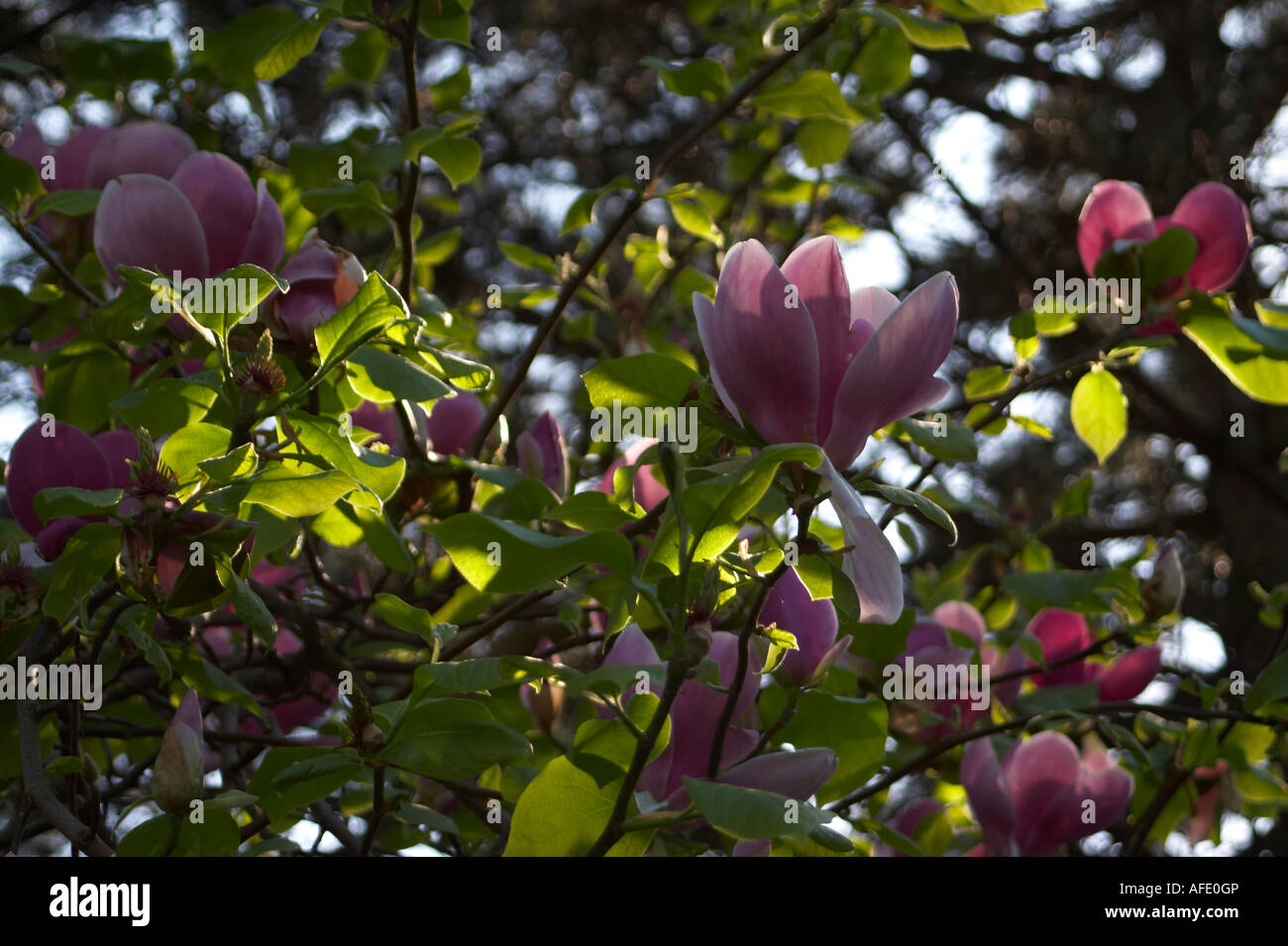 Rhododendron in a sun Stock Photo - Alamy