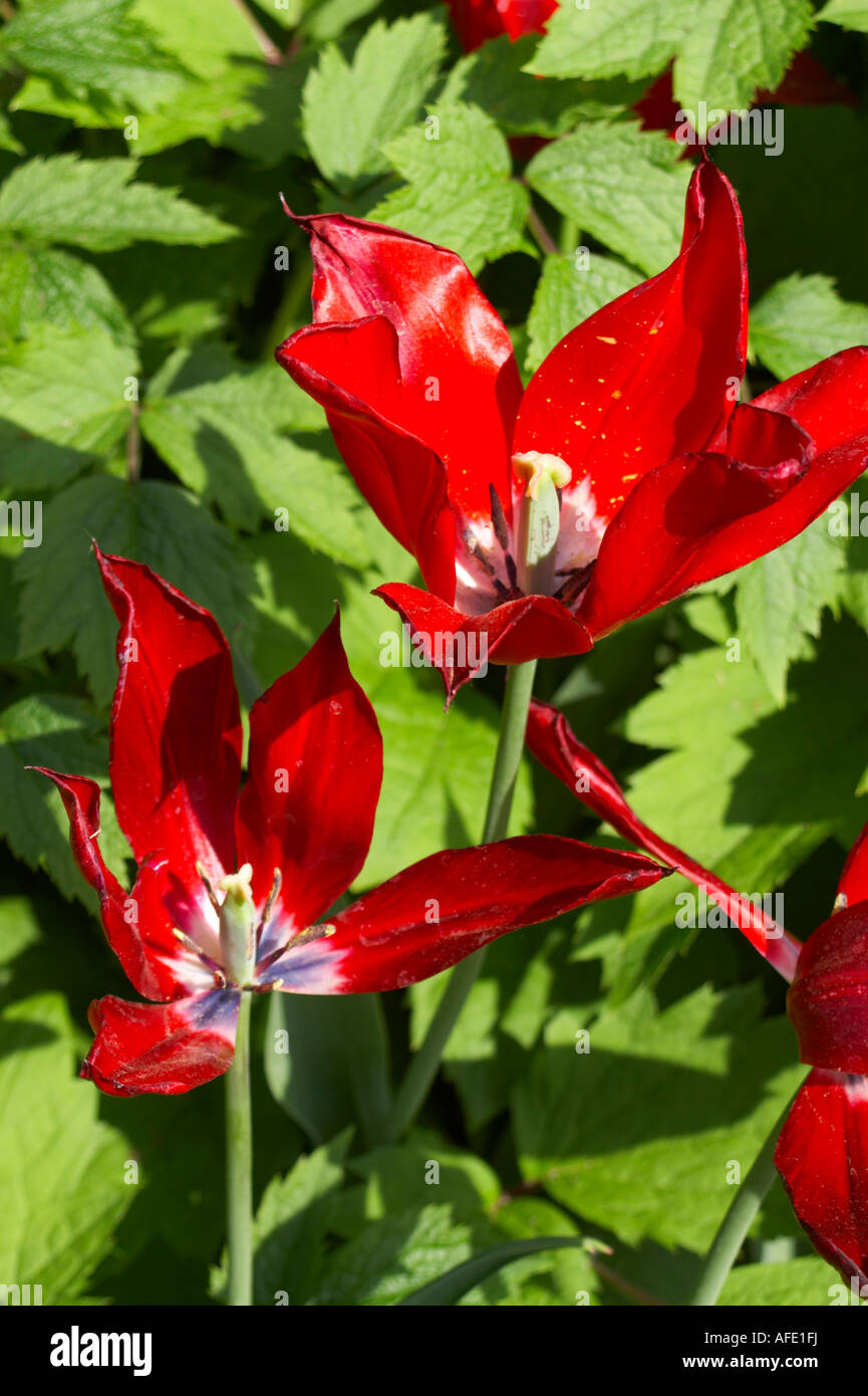 Liliaceae tulips hi-res stock photography and images - Alamy