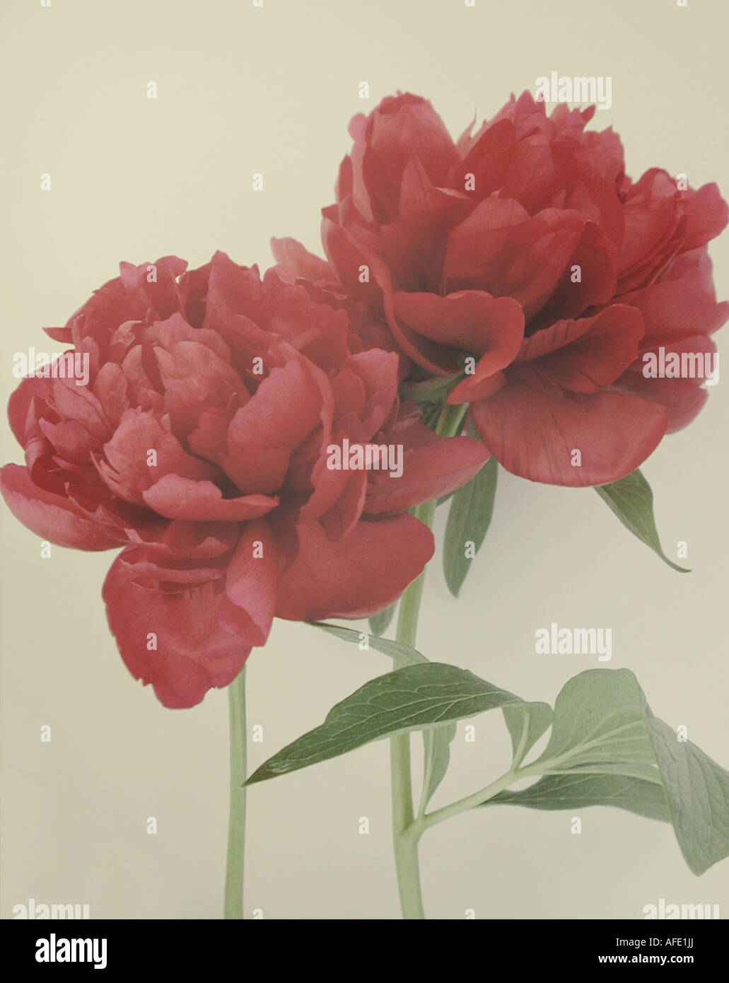 Two red Peonies shot to create an illustrative feel. Stock Photo