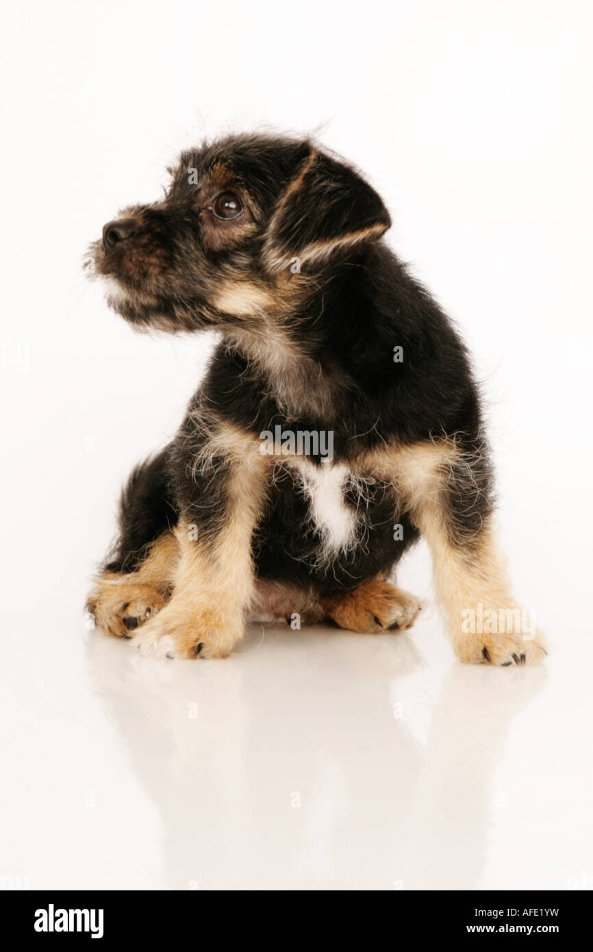 Puppy isolated on white Stock Photo