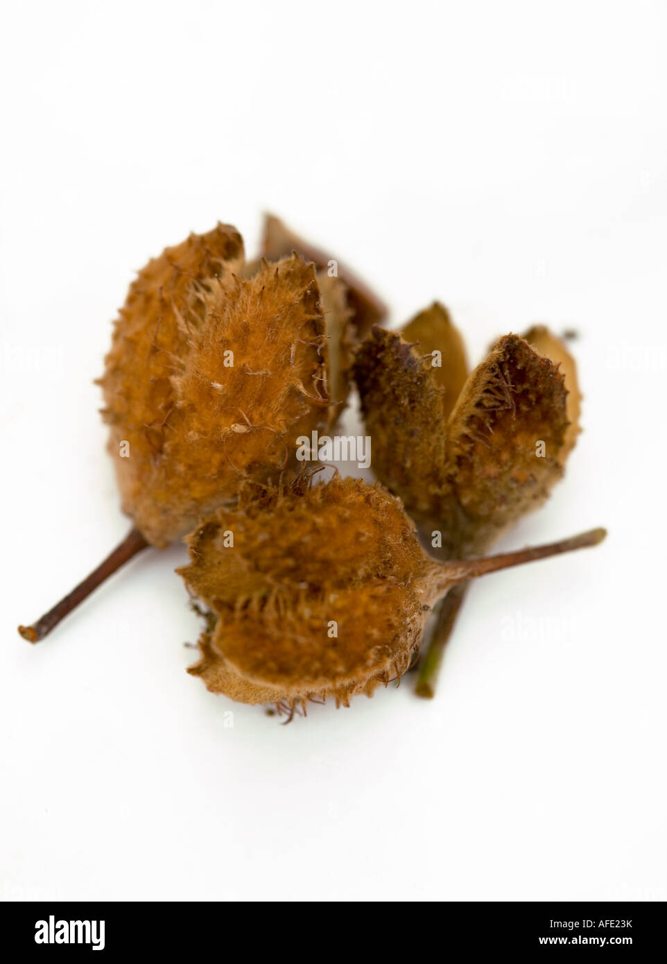 Studio shot of Beechnuts against a white background Stock Photo