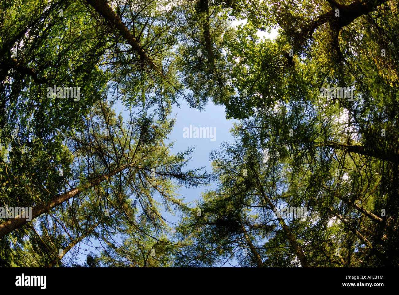 Forest canopy fisheye hires stock photography and images Alamy