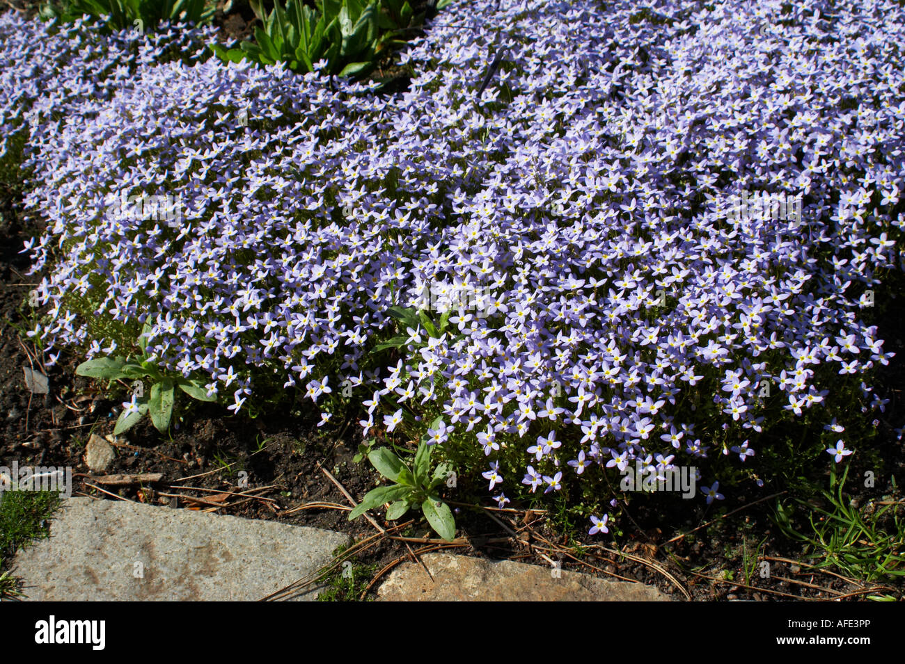 Houstonia caerulea Azure Bluet Quaker ladies Stock Photo Alamy