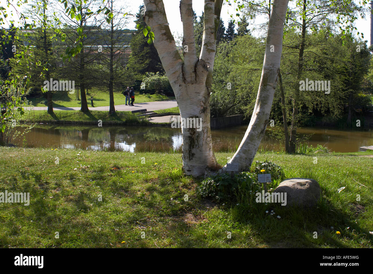 Birch in a park Stock Photo