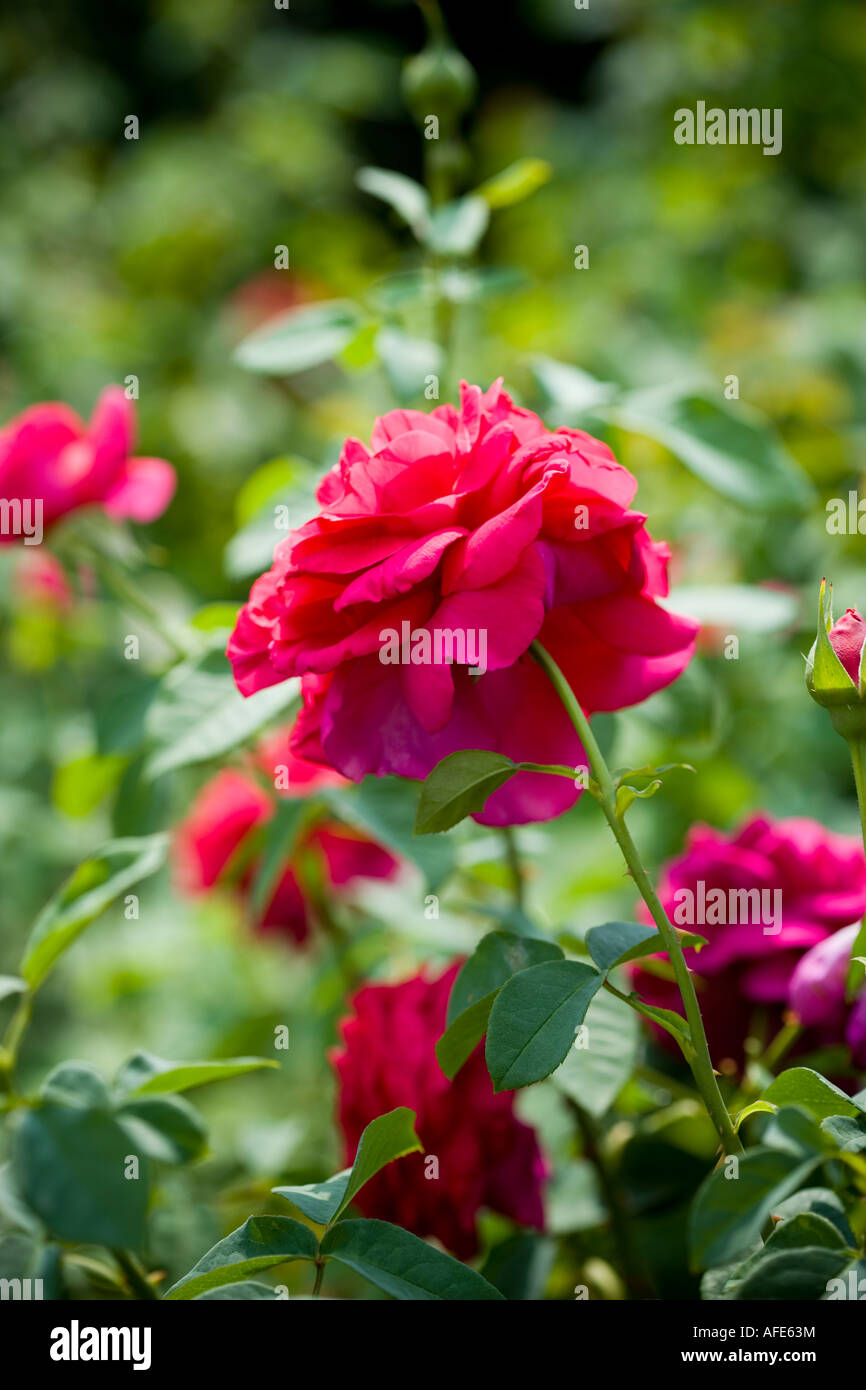 Red rose growing in a rose garden in June Stock Photo