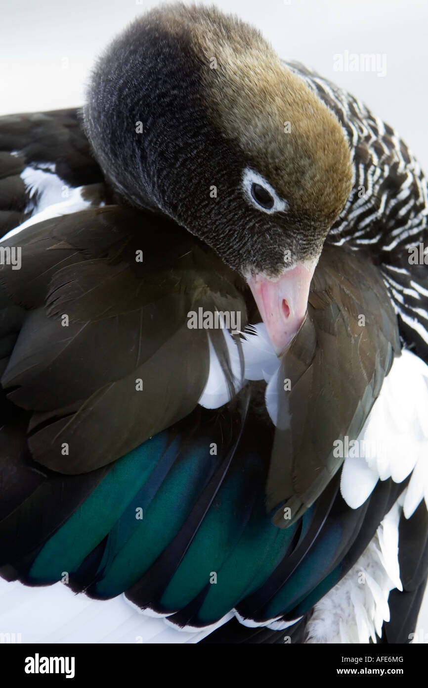 An adult female Kelp Goose preening Stock Photo - Alamy
