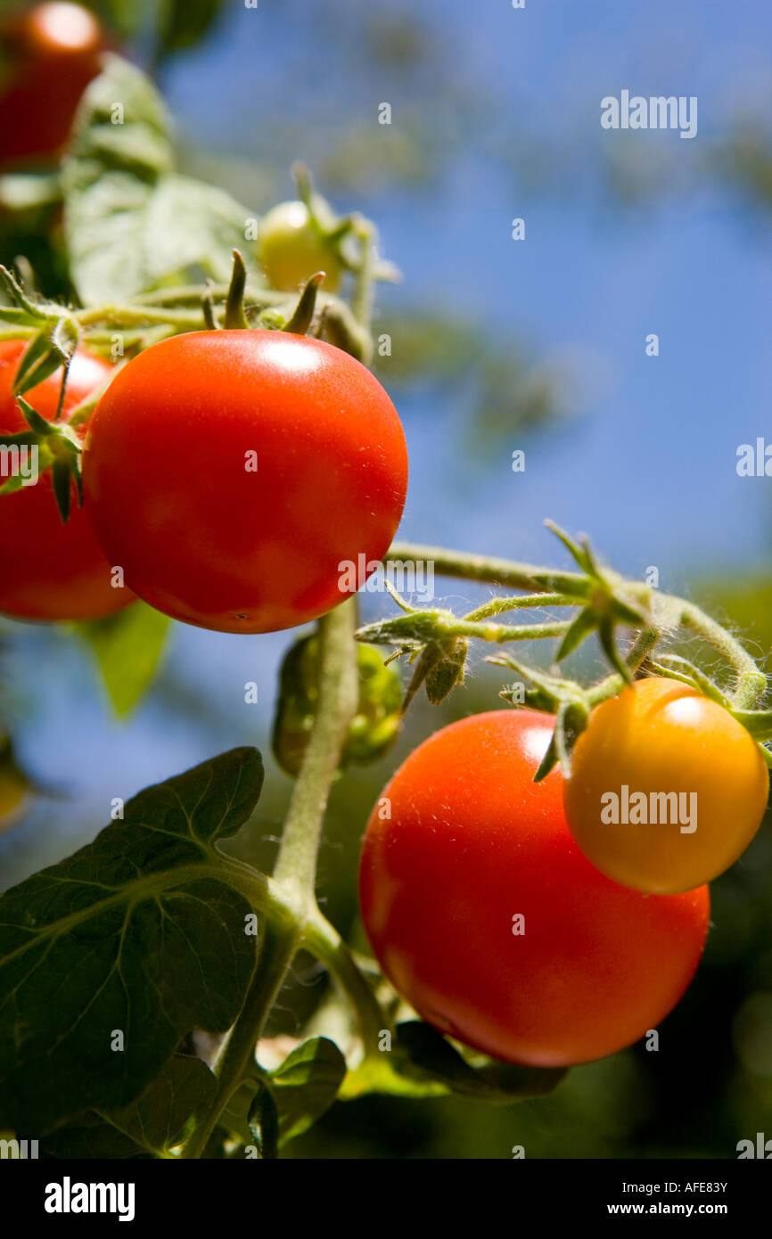 Tomatoes growing on the vine Stock Photo