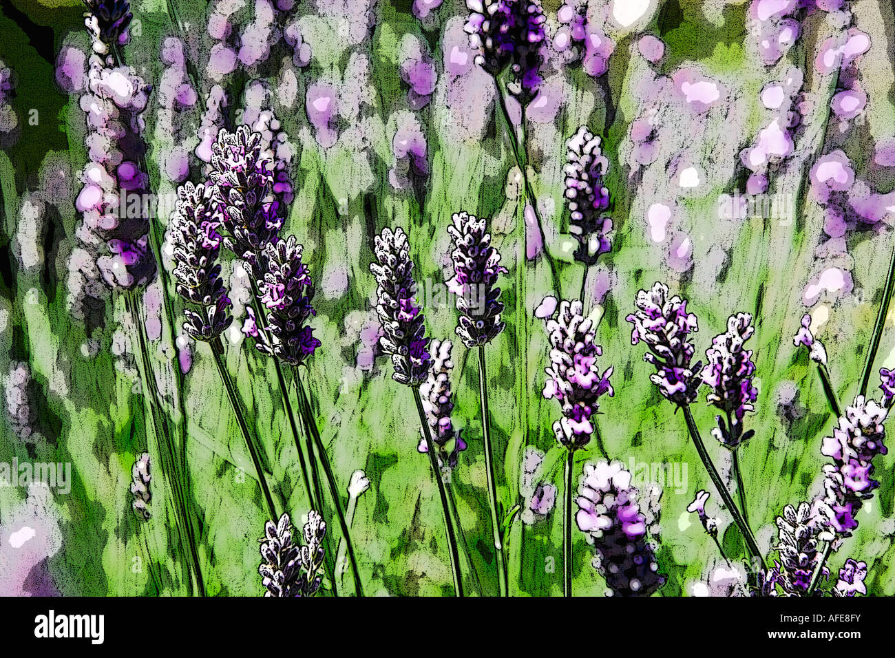 English lavender Stock Photo