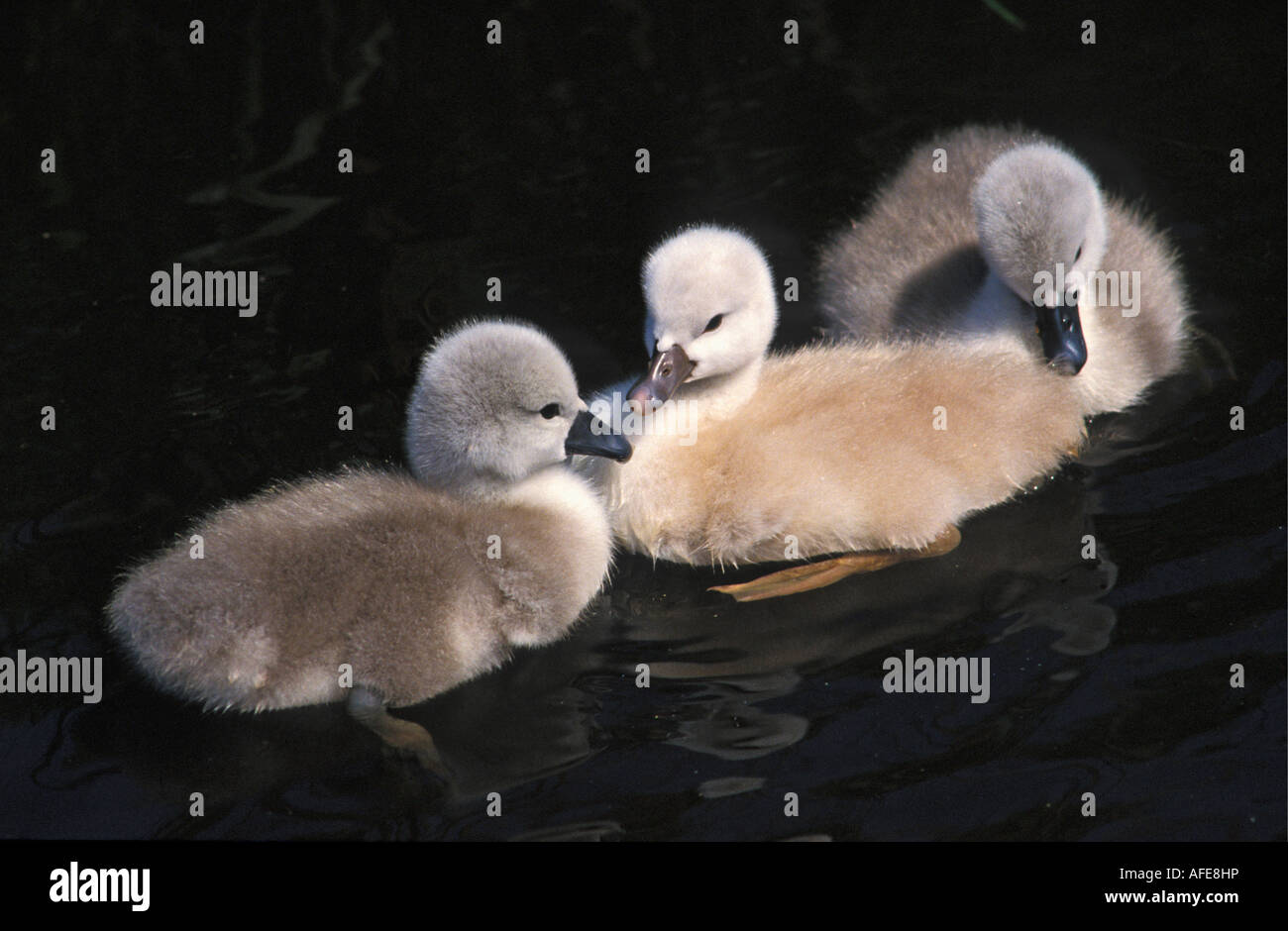 Netherlands Graveland Mute swan ducklings Cygnus olor Stock Photo