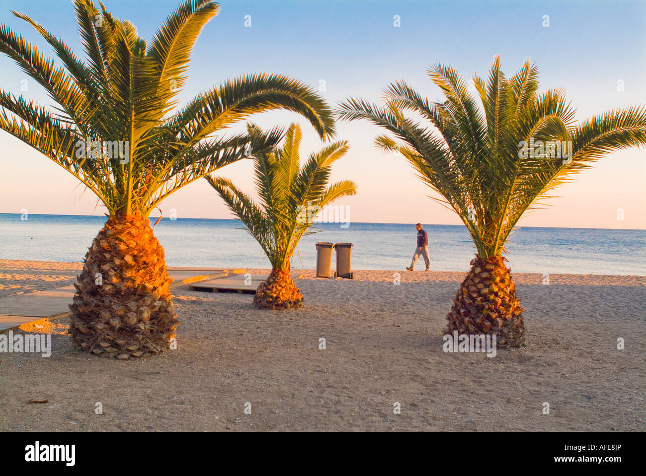 Three pineapple palm trees on beach in Costa del sol Spain Stock Photo