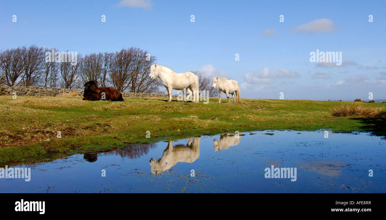 Group of three Dartmoor Ponies beside a large puddle under a bright blue summer sky Stock Photo