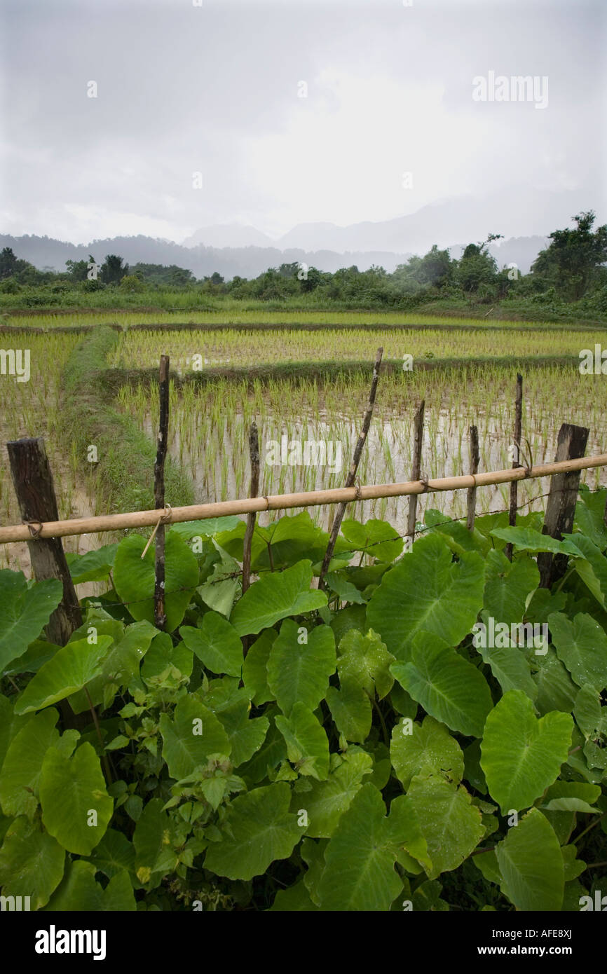 A fenced paddy field near Ban Na Thong village, Vang Vieng. Stock Photo