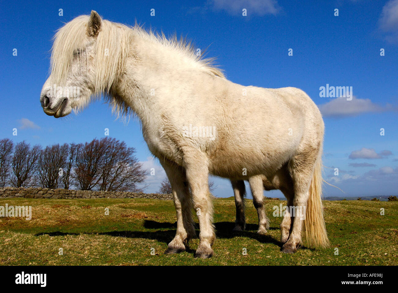 White Dartmoor Pony standing very close to the camera in side profile under a bright blue summer sky Stock Photo
