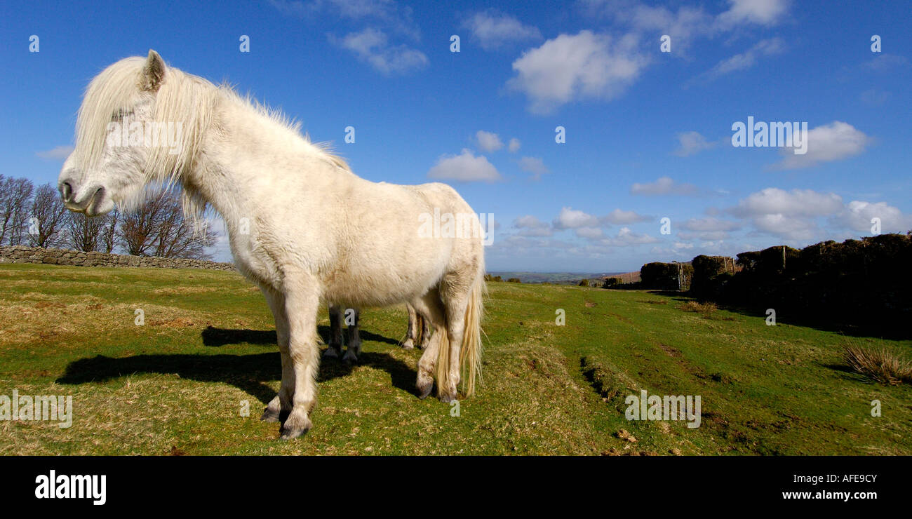 White Dartmoor Pony standing very close to the camera in side profile under a bright blue summer sky Stock Photo