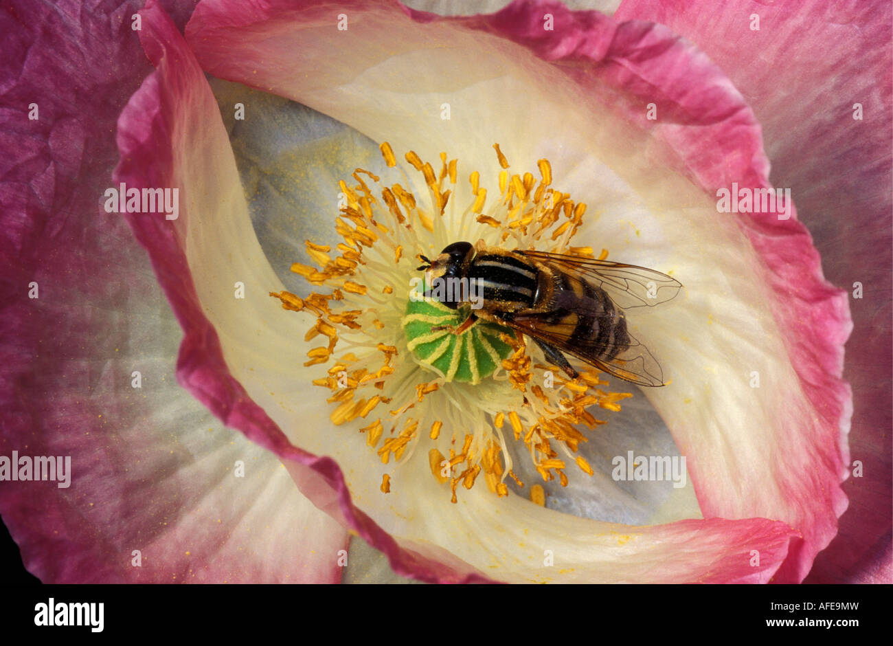 Netherlands Graveland Wasp on poppy flower Stock Photo