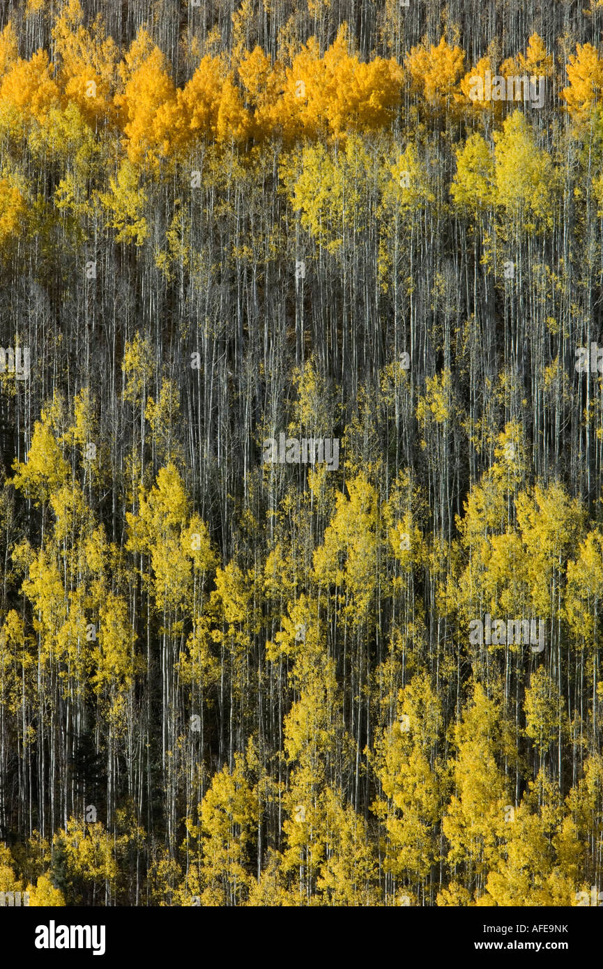Aspen groove hi-res stock photography and images - Alamy