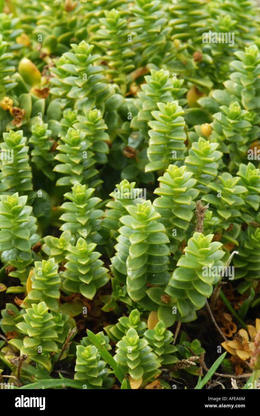 Roseroot in spring Stock Photo - Alamy