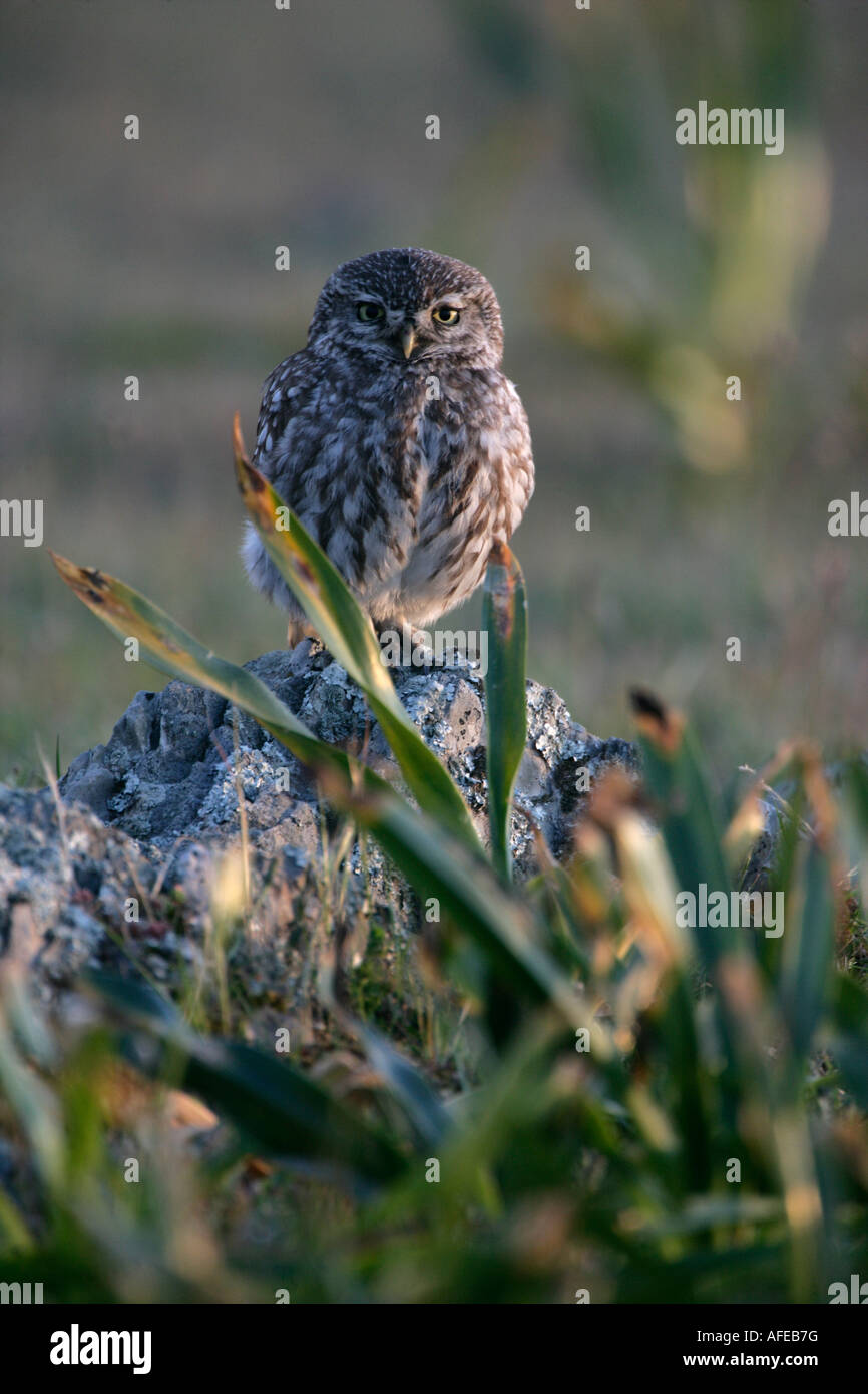 Little owl Athene noctua Spain Stock Photo